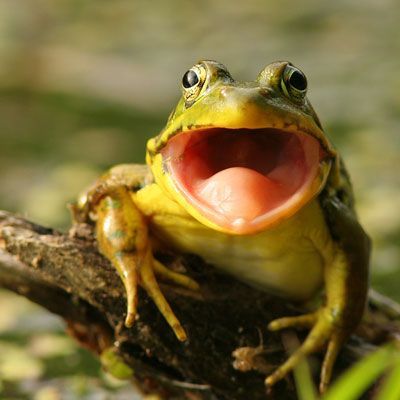 c70403f625de37712e90ac0d5b12a940--the-frog-prince-frogs.jpg