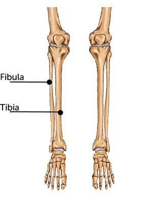 Fibula%2001.jpeg