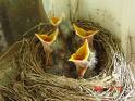baby birds.jpg