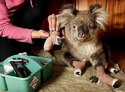 koalavictoriafiresheraldsun.jpg