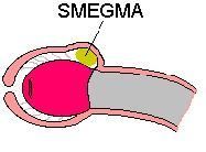 smegma.jpg