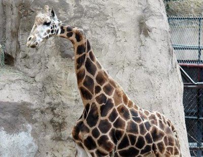 weird-deformed-animals-02.jpg