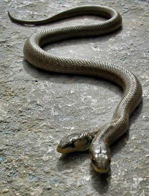 weird-deformed-animals-04.jpg
