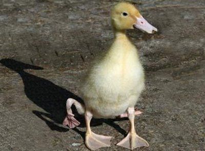 weird-deformed-animals-07.jpg