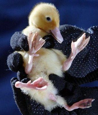 weird-deformed-animals-08.jpg