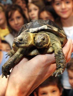 weird-deformed-animals-12.jpg