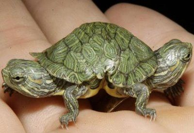 weird-deformed-animals-14.jpg