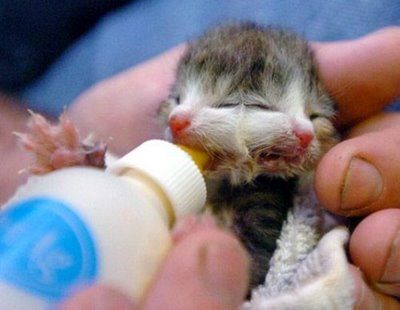 weird-deformed-animals-15.jpg
