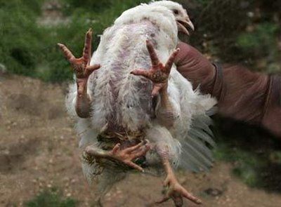 weird-deformed-animals-18.jpg