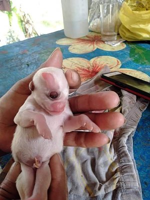 pup2.jpg