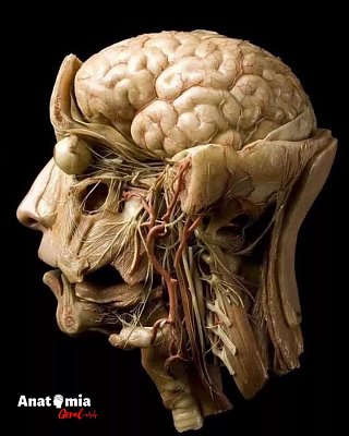 anatomy-20of-20the-20head.jpg