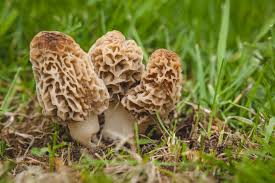 mushrooms.jpeg