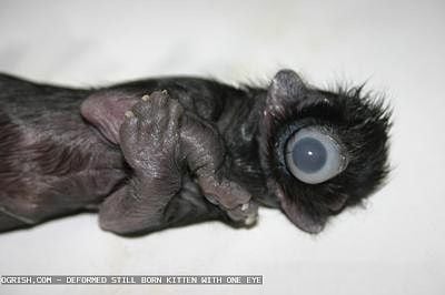 ogrish-dot-com-1-eyed-kitten1.jpg