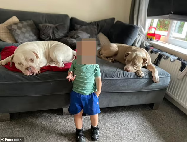75474961-12522917-Another_picture_of_the_dogs_alleged_to_have_attacked_Mr_Price_ac-a-4_169479702.jpg