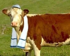 Kosher%20Cow.jpg