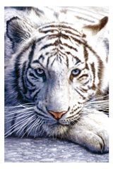 white-tiger-poster-01.jpg