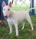 Bull terrier 1.jpg