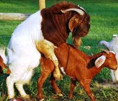 goats.jpg
