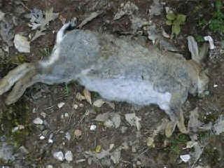 rabbit1.jpg
