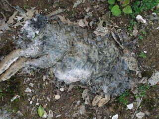 rabbit2.jpg
