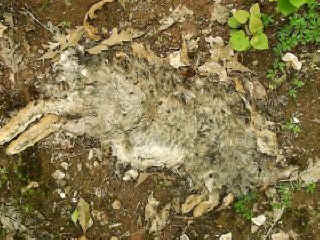 rabbit3.jpg
