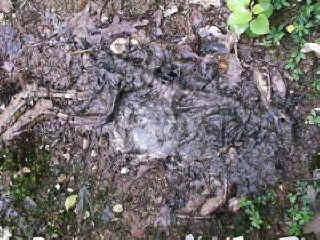 rabbit5.jpg