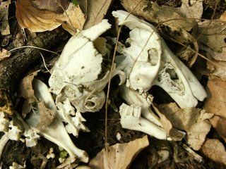 rabbit12.jpg