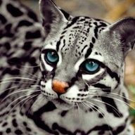 ocelot.jpg