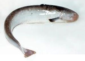 Name:  candiru.jpg
Views: 2830
Size:  13.4 KB