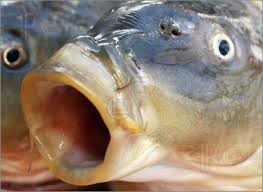 lol%20fish.jpg