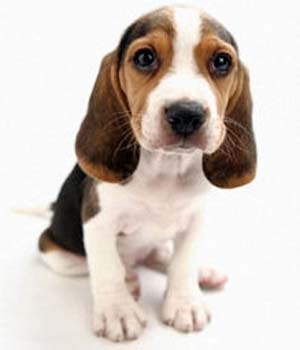 beagle-puppy-photos-135.jpg