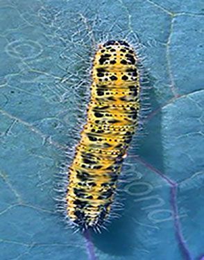 yellow%20caterpillar.jpg