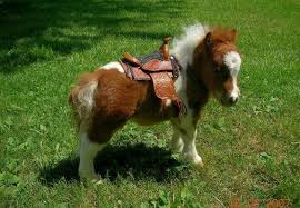 MY%20HIGH%20HORSE%20BITCH%21.jpg
