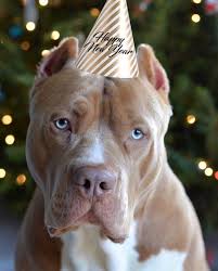 pitbull.jpg