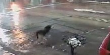 dog.jpg