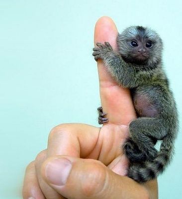smallest-monkey-world08.jpg