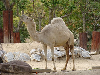 camel-zoo.jpg