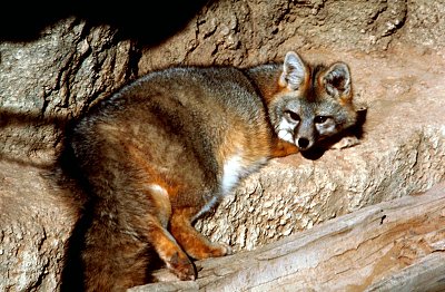 rabid-fox-attacks-three-1.jpg