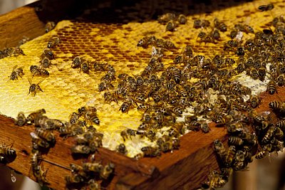 austin-man-stung-1.jpg