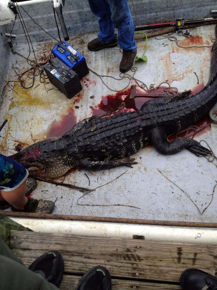 Gator_from_Gary_Tadpole_Tuckers_FB_page_2_1.jpg