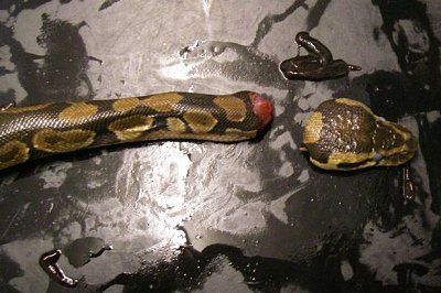 27jan_jennifer-lampe-beheaded-snake.jpg
