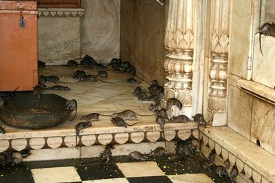 karni_mata5.jpg