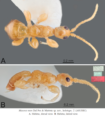 Masona_neon_M_wow--novataxa_2024-%40DDP_Ichneumonid_%40BroadGavin_%40AphidiinaePhD.png