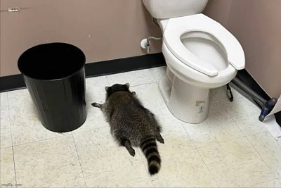 racoon.jpg