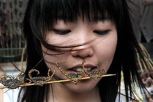 467972-girl-eating-insects.jpg