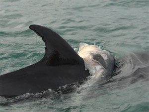 Name:  dolphin_calf_2.jpg
Views: 1487
Size:  14.5 KB