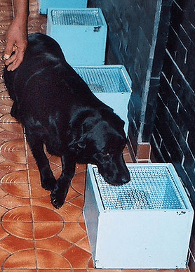labrador.png