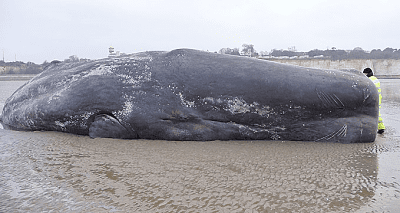 whale.png