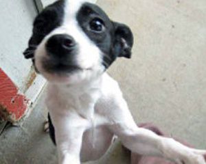 puppy_20110303072108_640_480.JPG