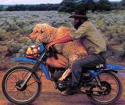aussie n sheep.jpg